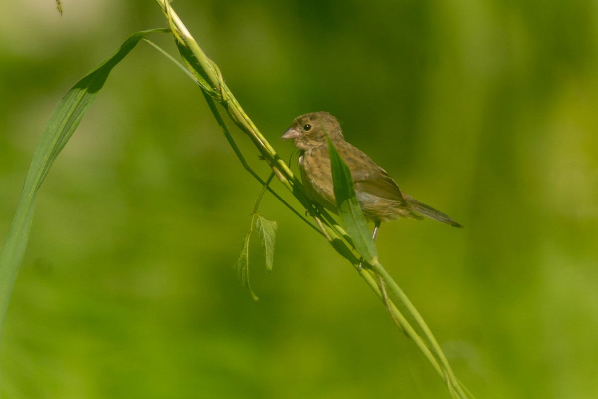 Blue-black Grassquit - ML643373923