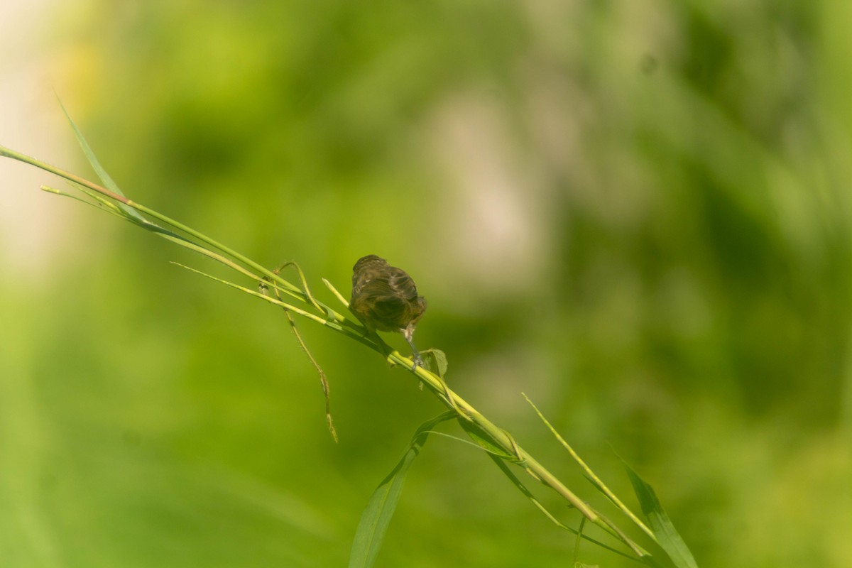 Blue-black Grassquit - ML643373924