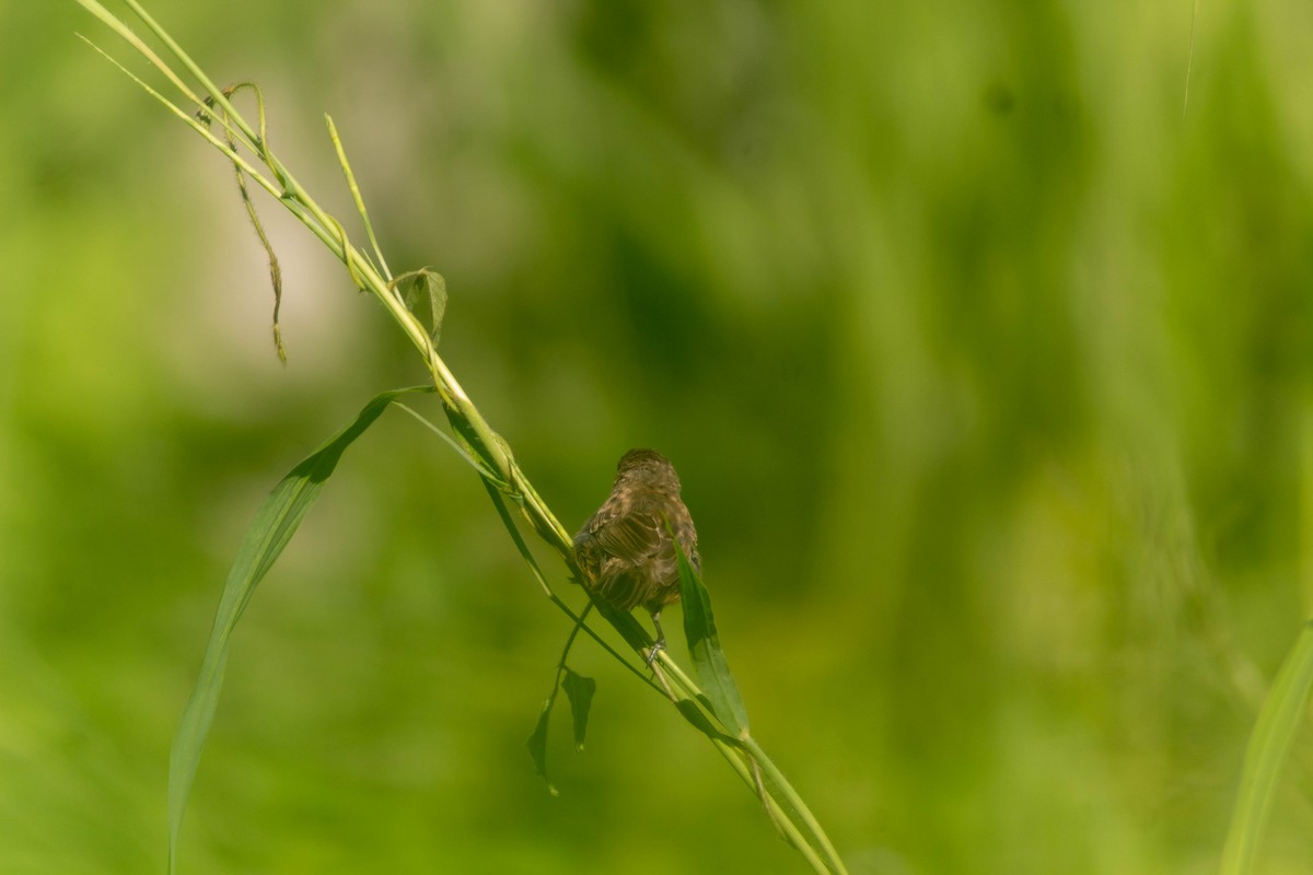 Blue-black Grassquit - ML643373925