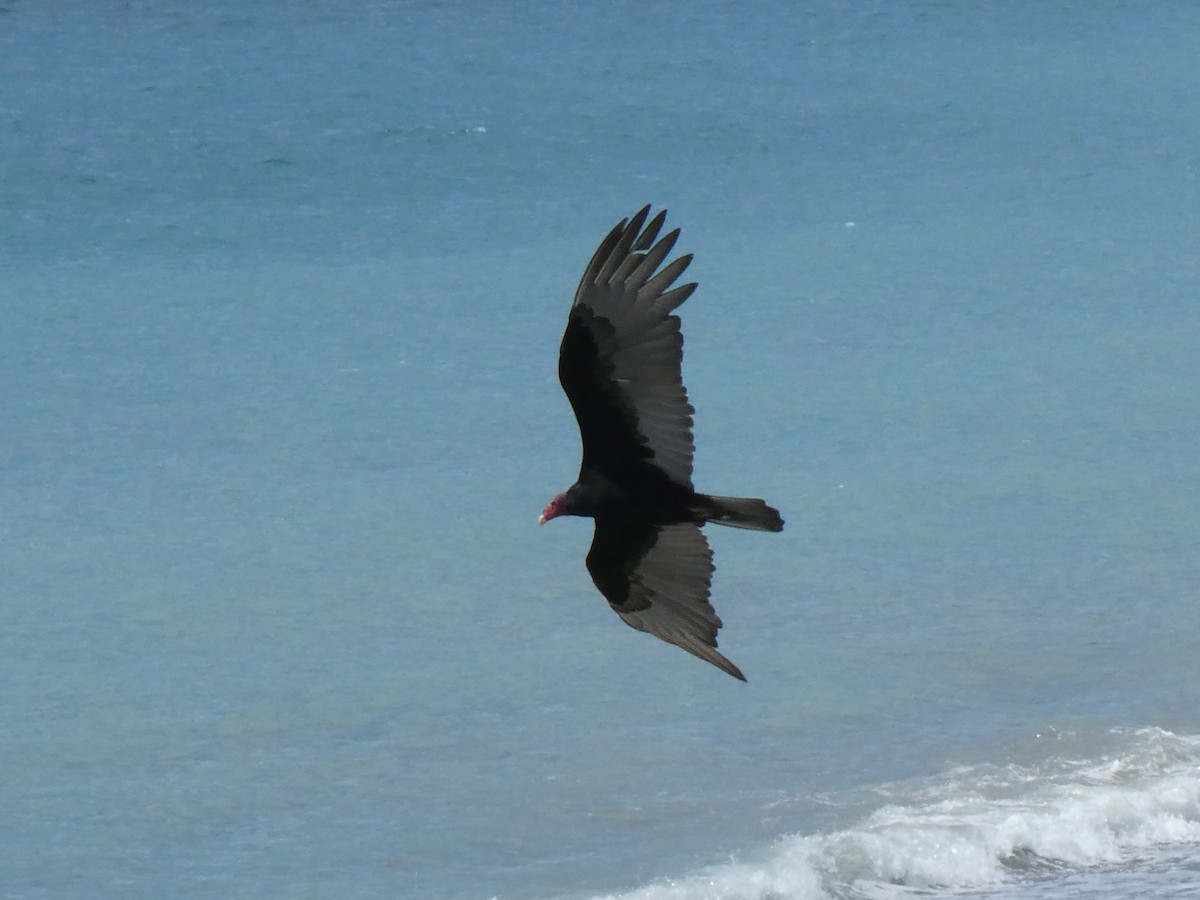 Turkey Vulture - ML643373929