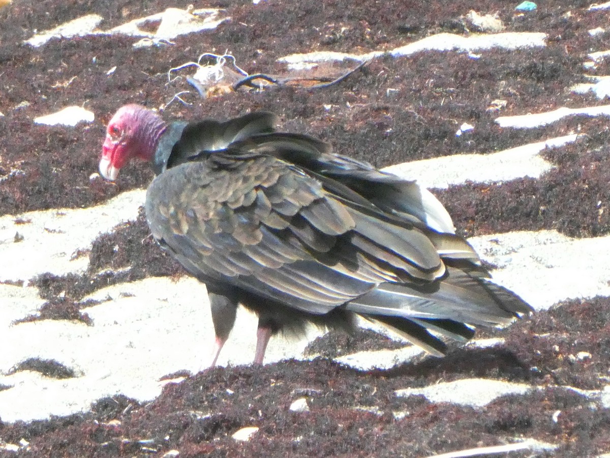 Turkey Vulture - ML643373931