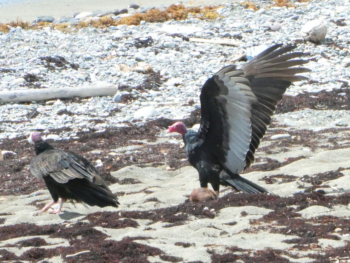 Turkey Vulture - ML643373932