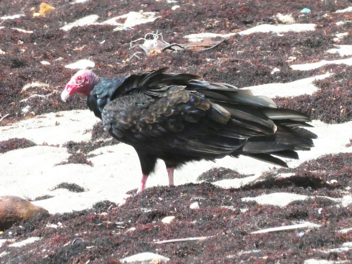 Turkey Vulture - ML643373933