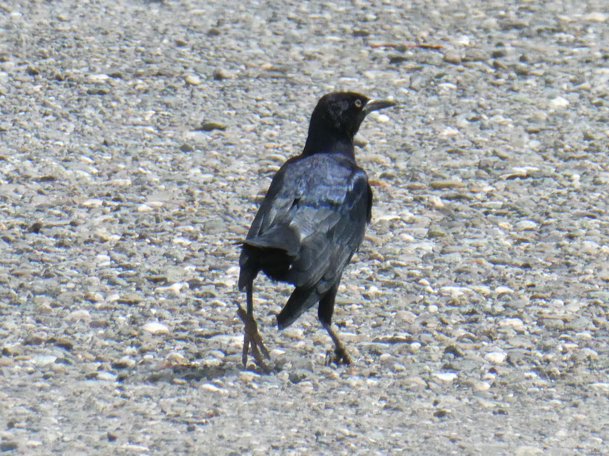 Greater Antillean Grackle - ML643373947
