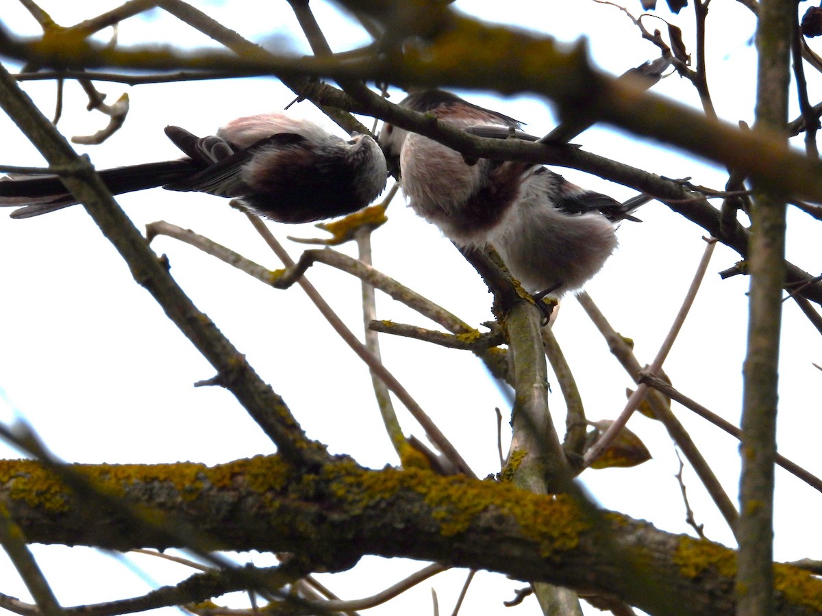 Long-tailed Tit - ML643373976