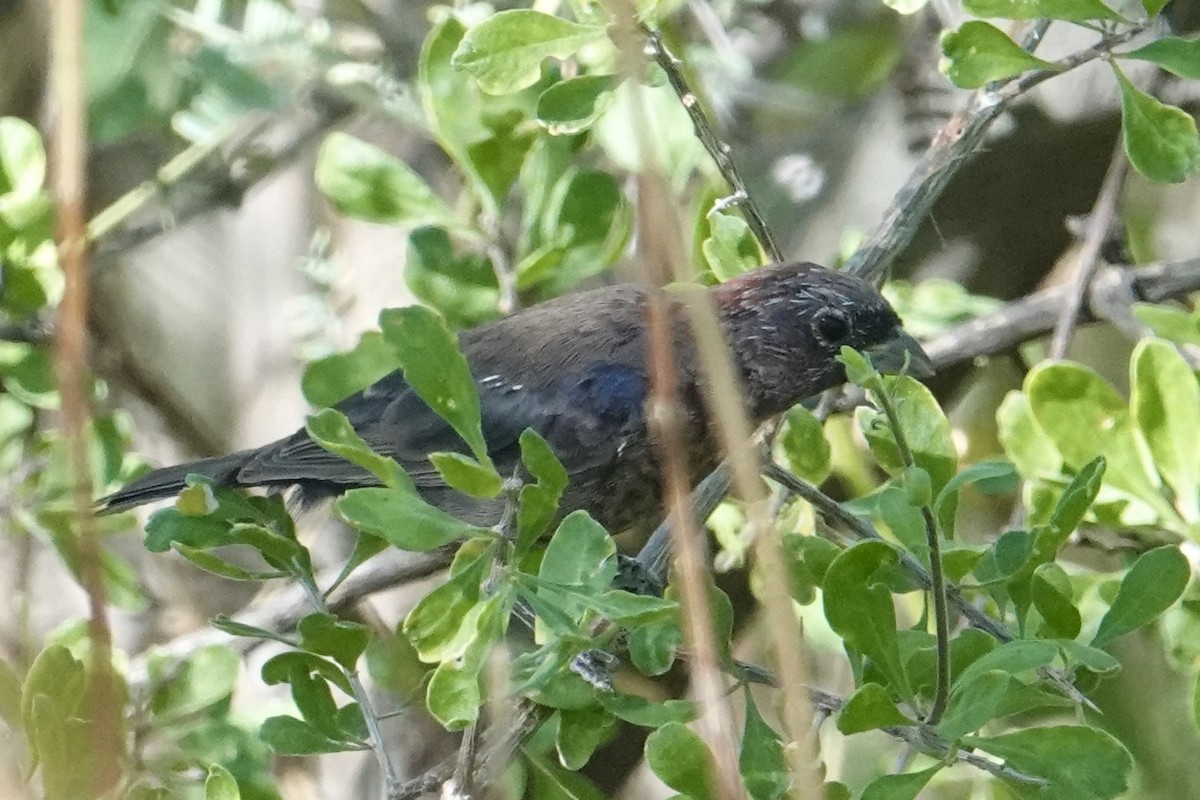 Varied Bunting - ML643373981