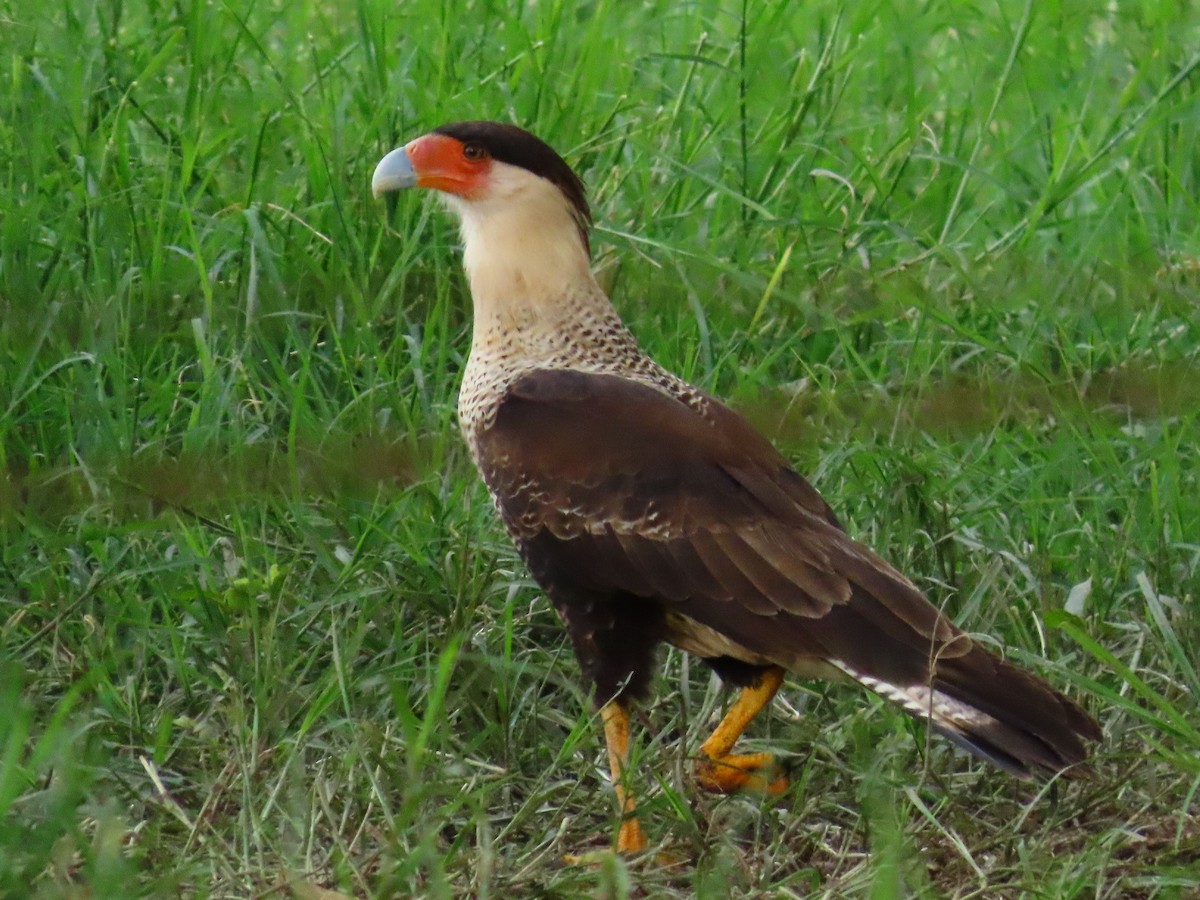 ミナミカラカラ - ML643373987