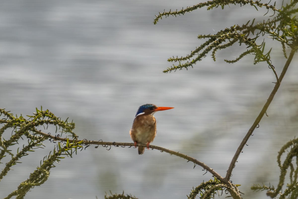 Malachite Kingfisher - ML643373988