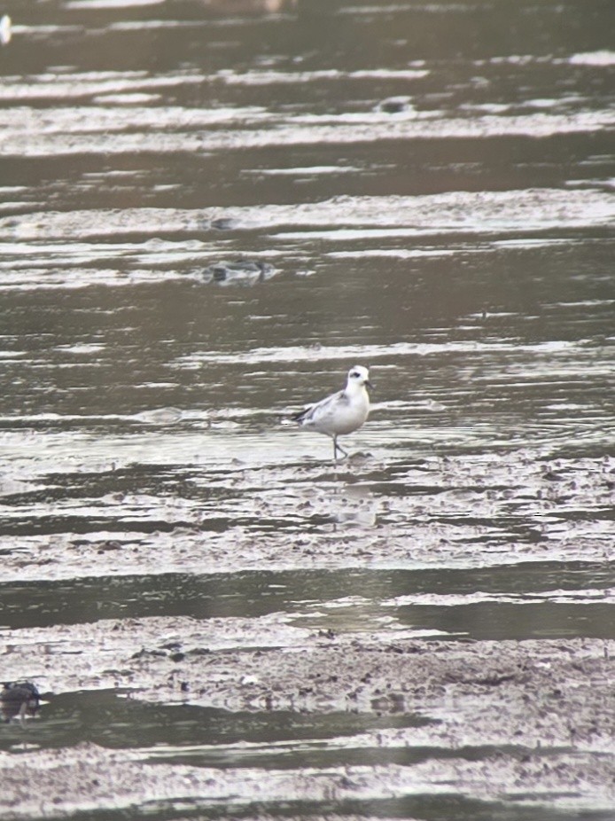 Red Phalarope - ML643373994
