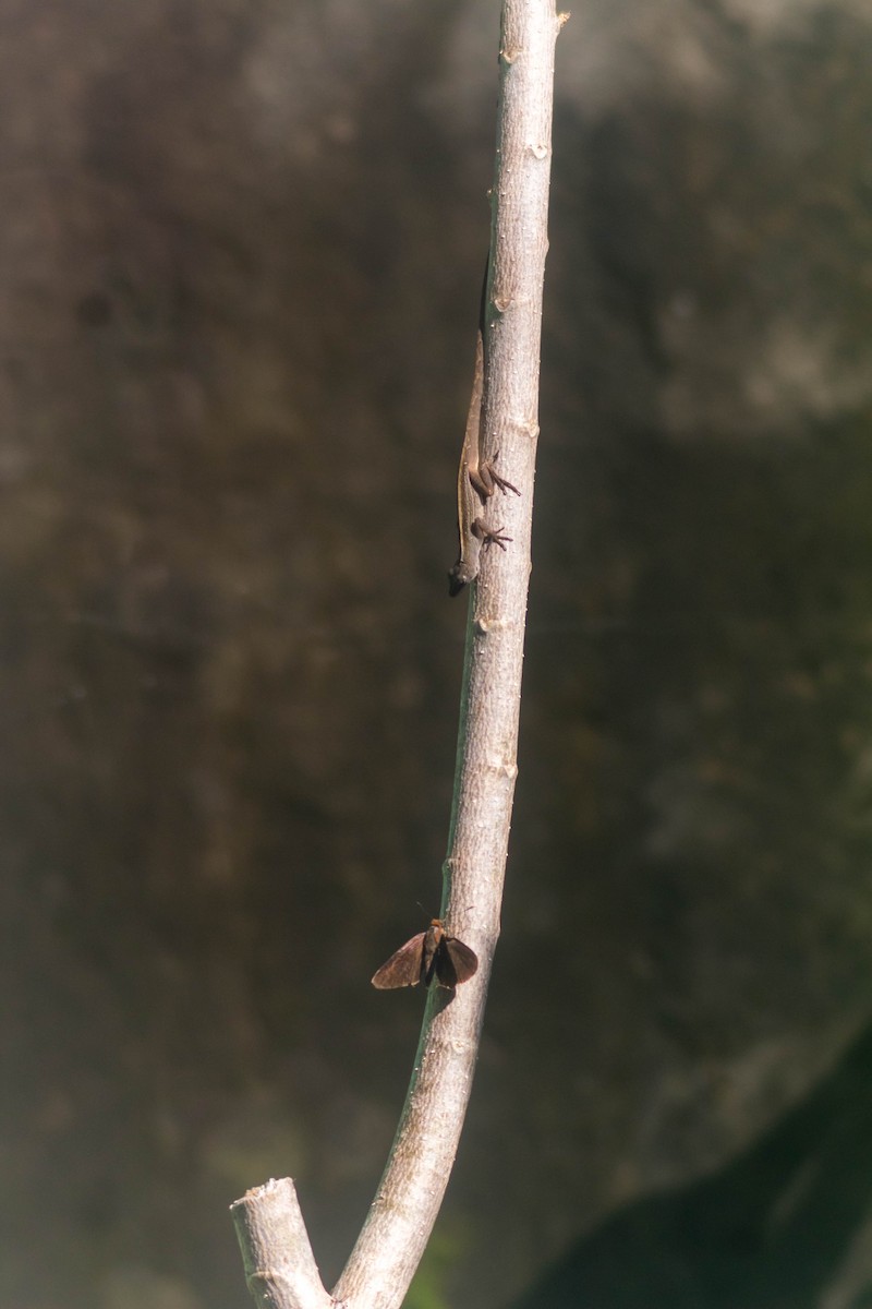 Rodriguez's Anole - ML643374003