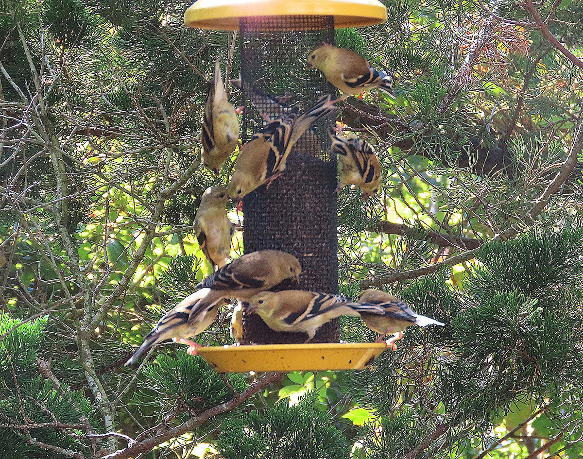 American Goldfinch - ML643374039