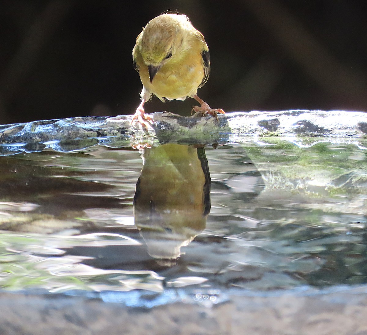 American Goldfinch - ML643374087