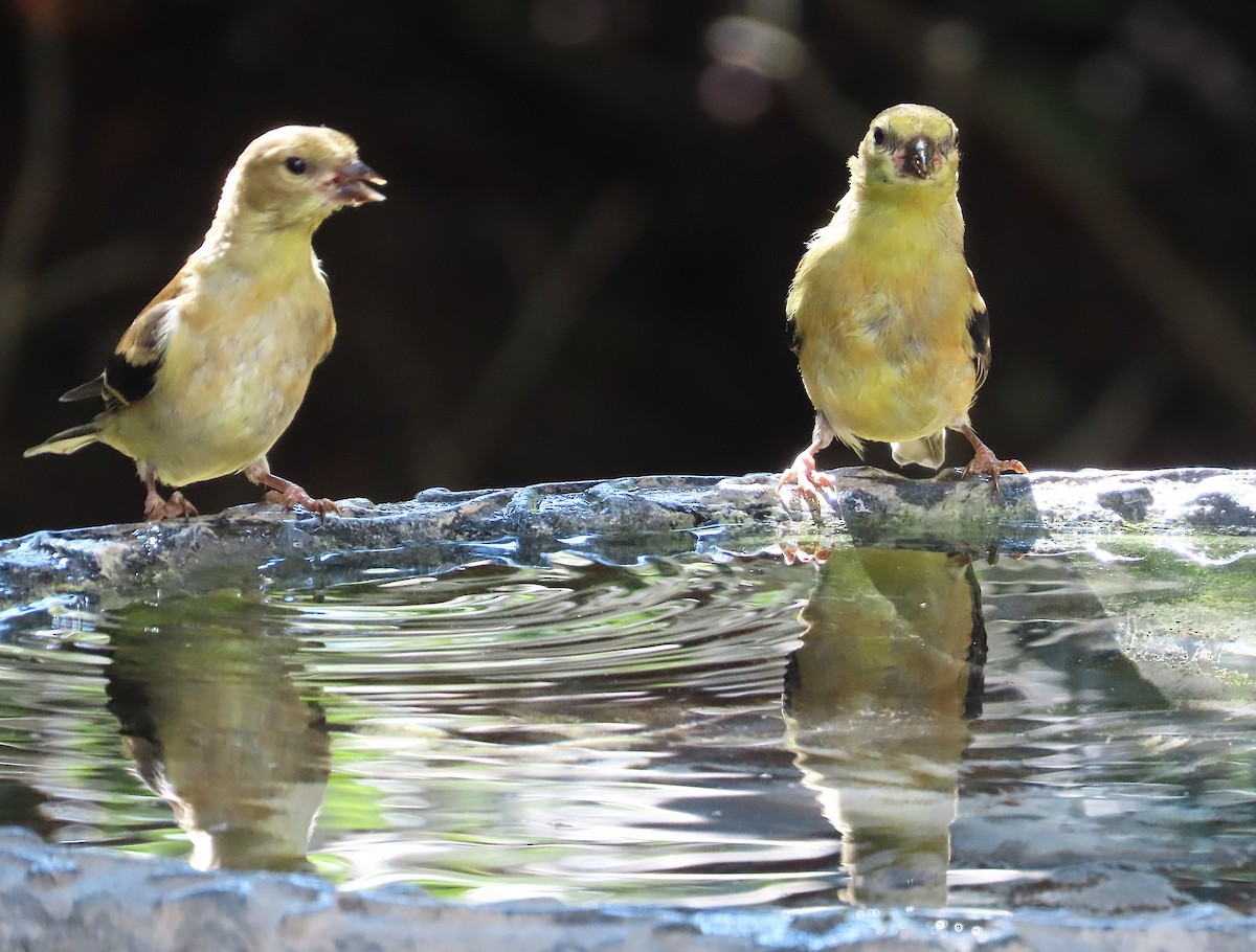 American Goldfinch - ML643374093
