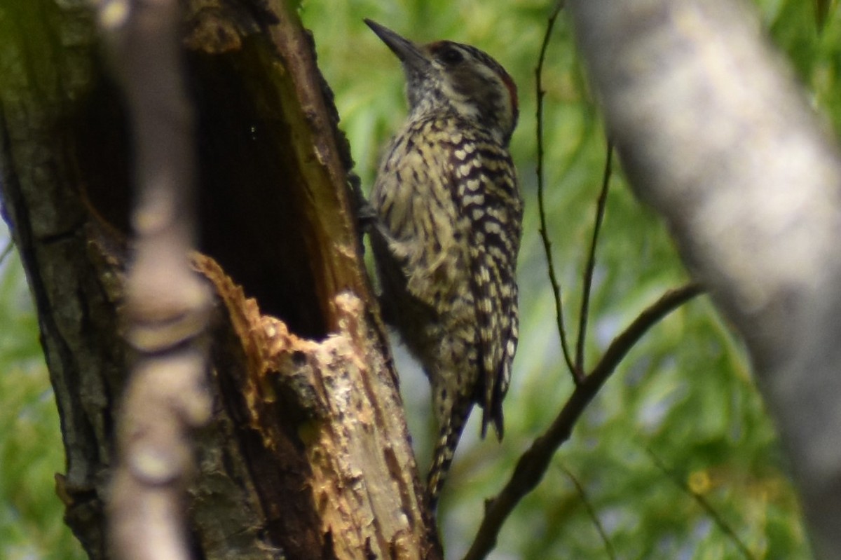 Checkered Woodpecker - ML643374121
