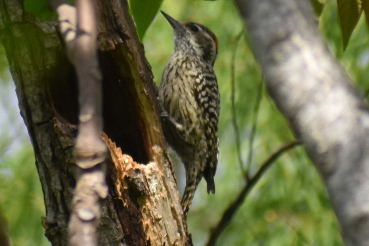 Checkered Woodpecker - ML643374122