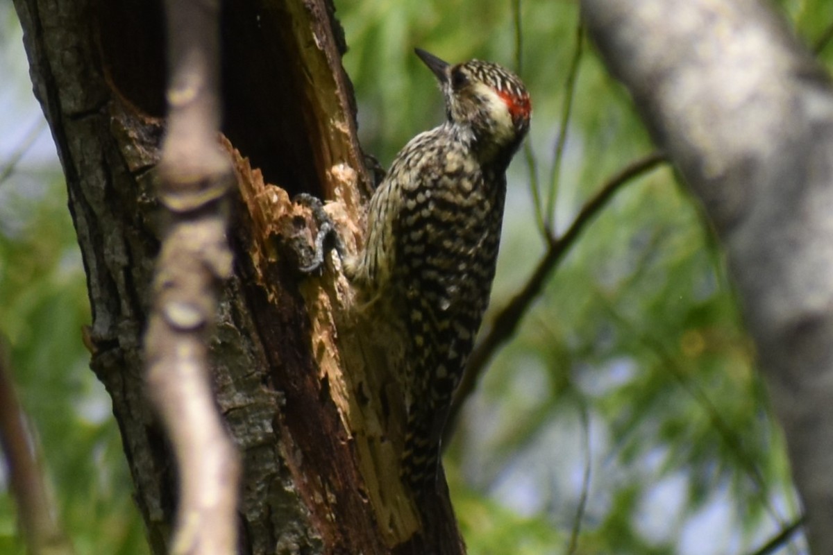 Checkered Woodpecker - ML643374123