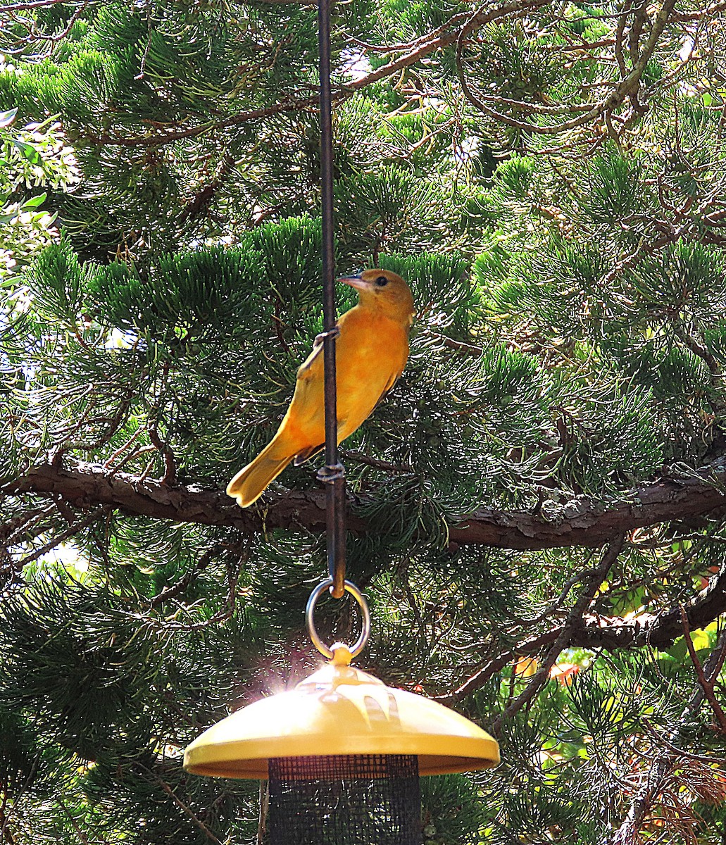 Baltimore Oriole - ML643374128