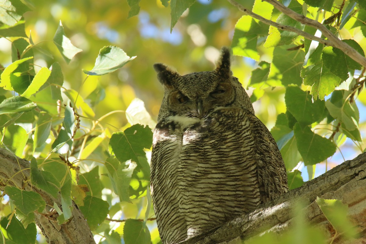 Great Horned Owl - ML643374136