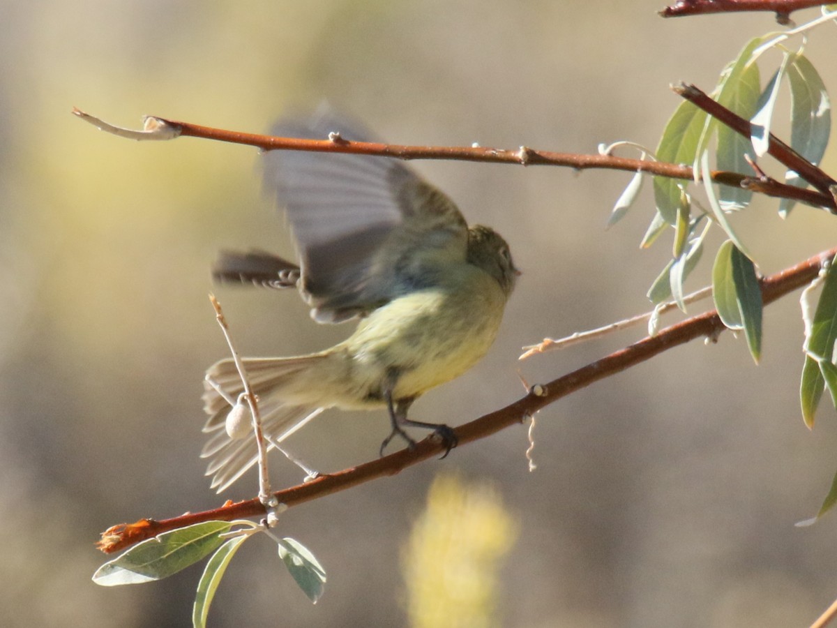 Hammond's Flycatcher - ML643374151
