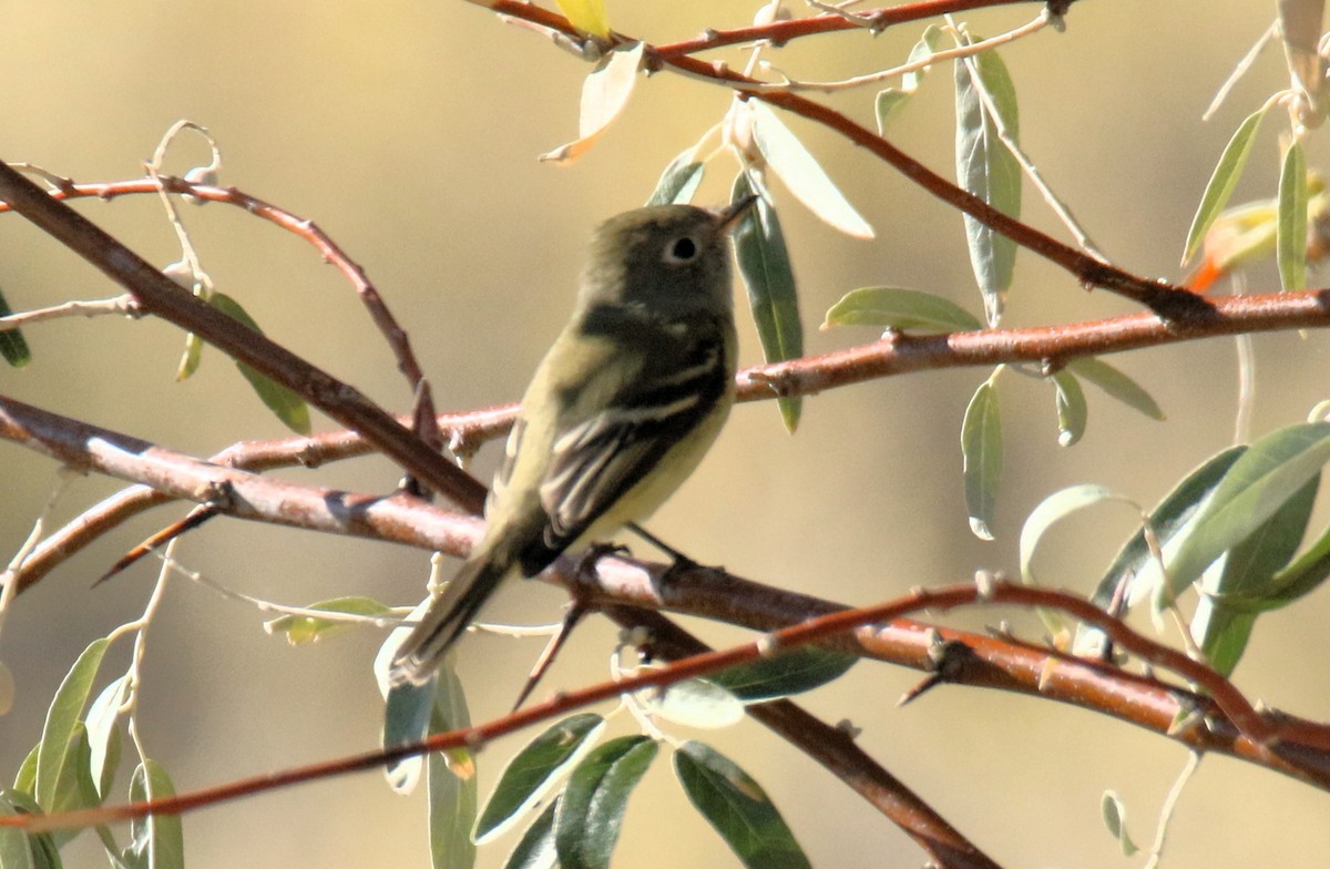 Hammond's Flycatcher - ML643374152