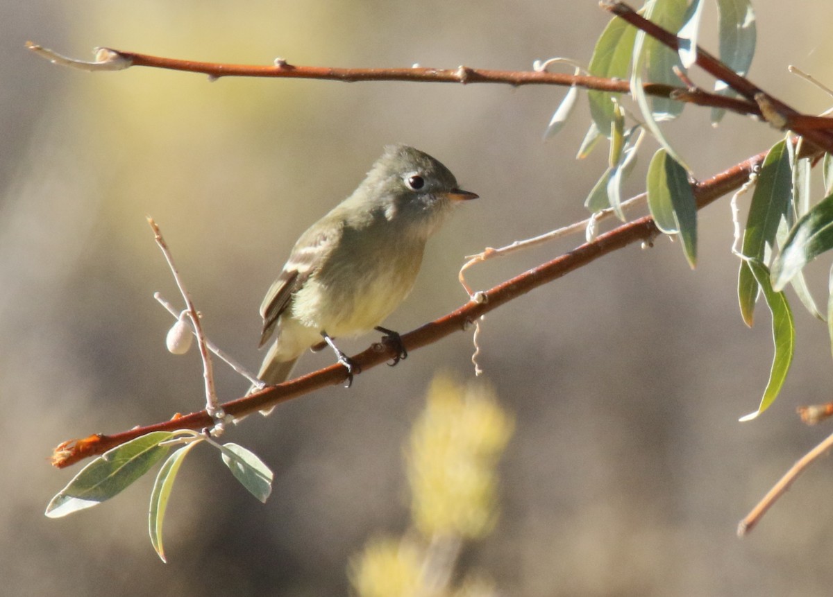 Hammond's Flycatcher - ML643374153