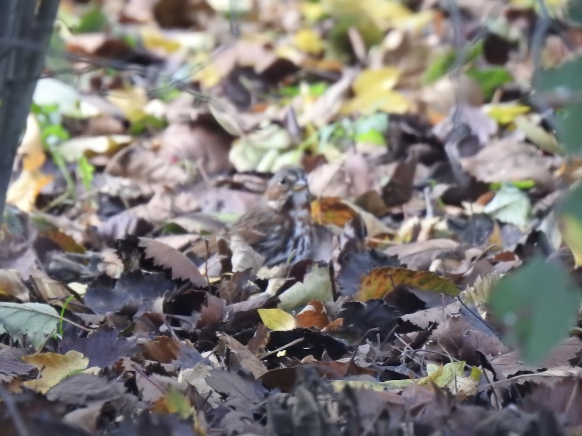 Fox Sparrow (Red) - ML643374166