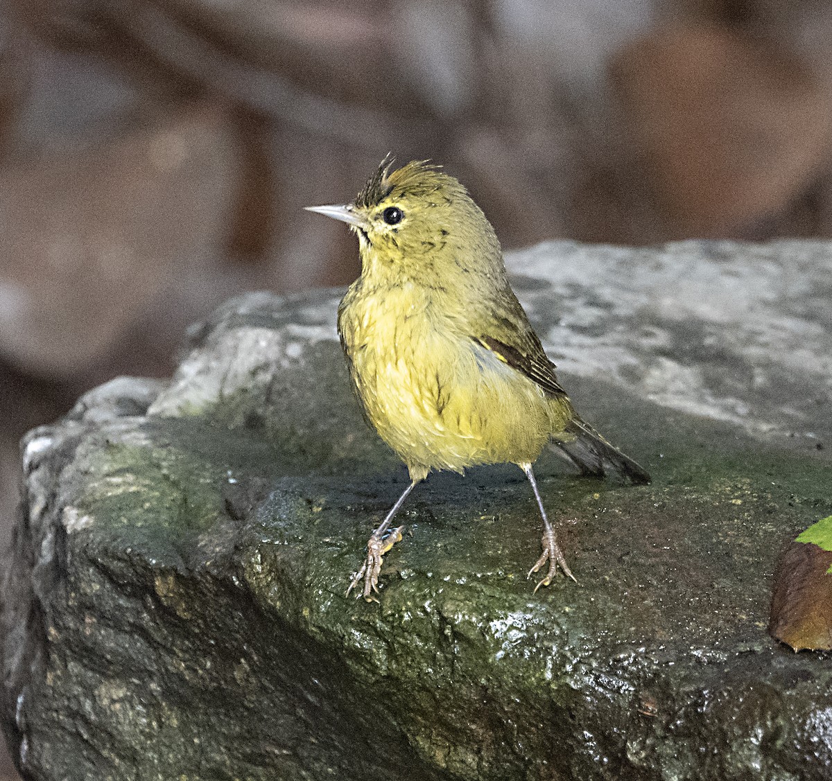 Orange-crowned Warbler - ML643374183