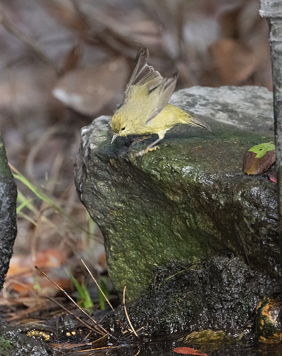 Orange-crowned Warbler - ML643374184