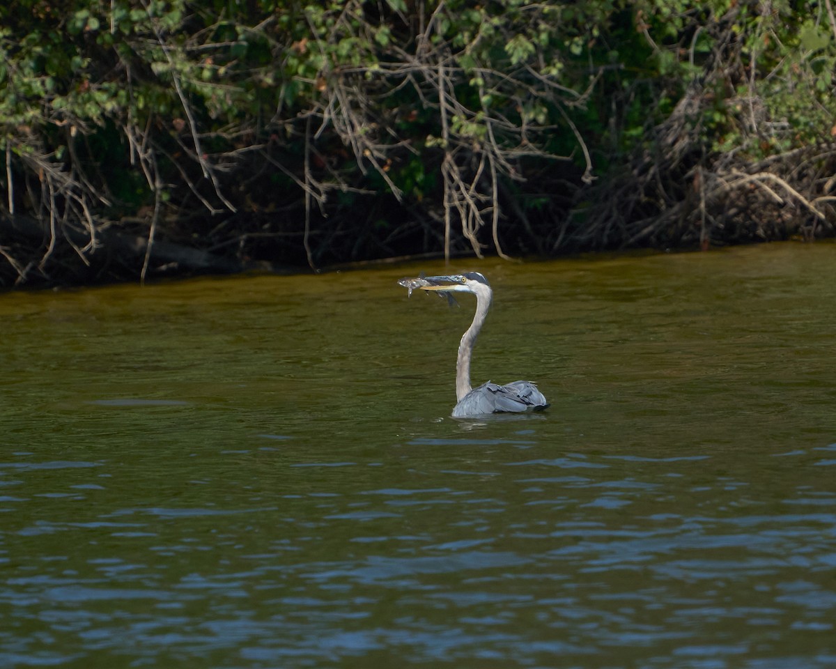 Great Blue Heron - ML643374188