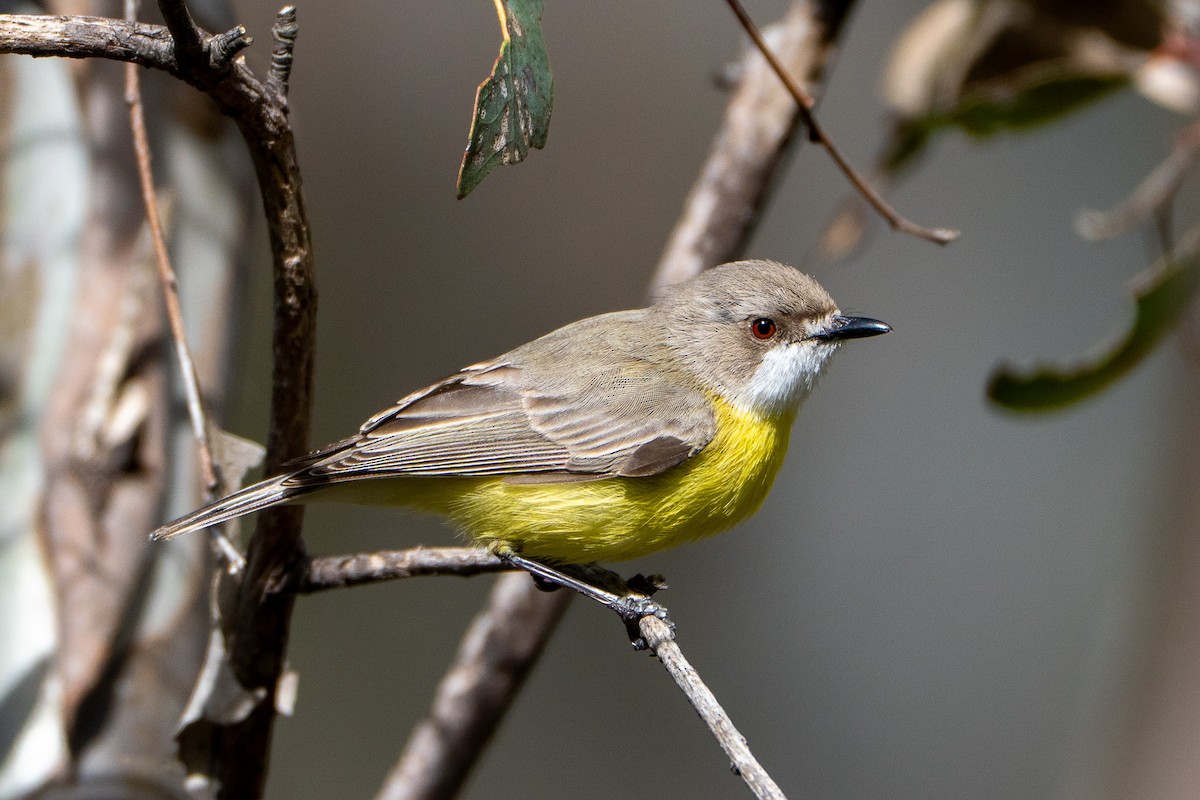 White-throated Gerygone - ML643374203
