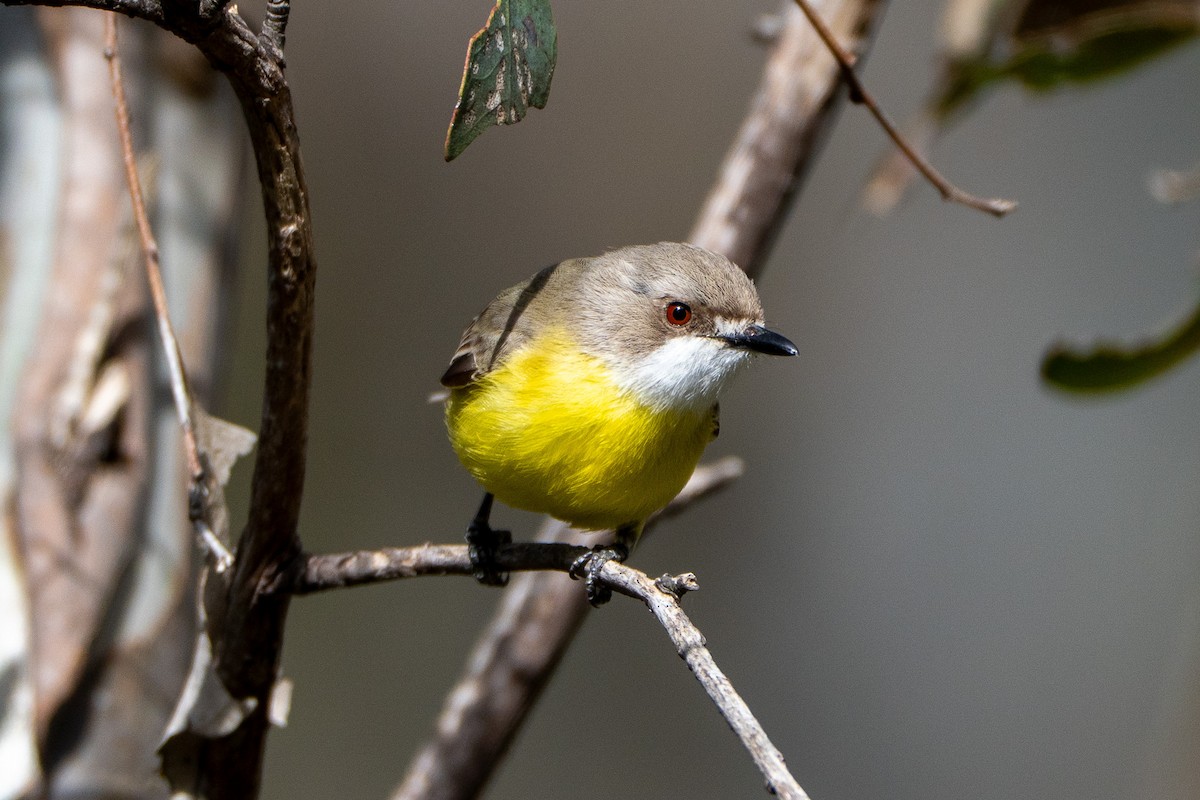 White-throated Gerygone - ML643374204