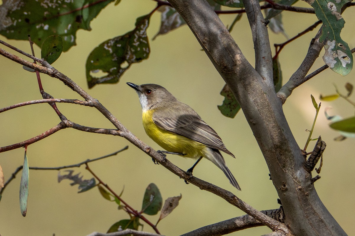White-throated Gerygone - ML643374205