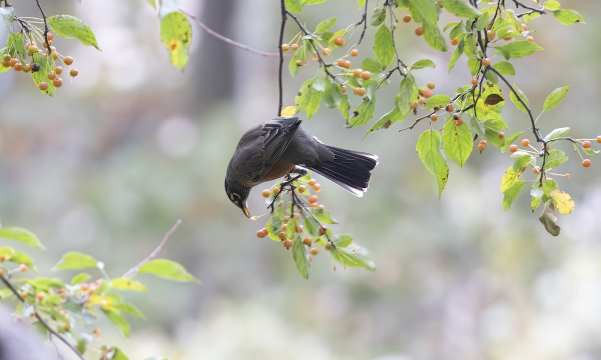 American Robin - ML643374213