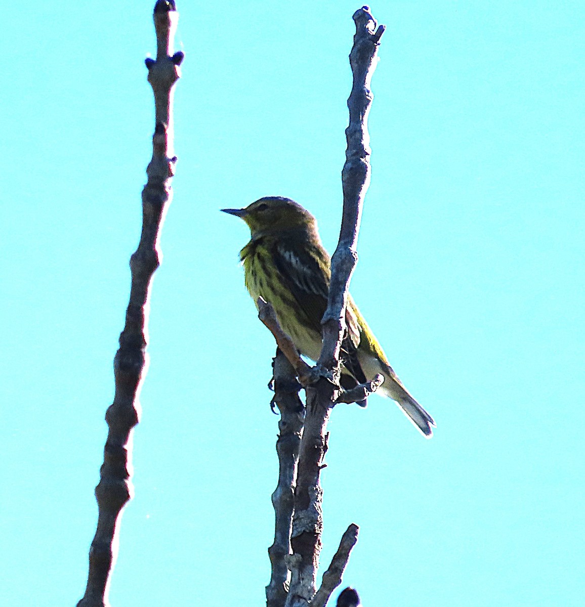 Cape May Warbler - ML643374243