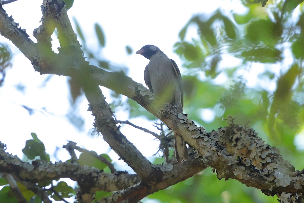 Grand Indicateur - ML643374282