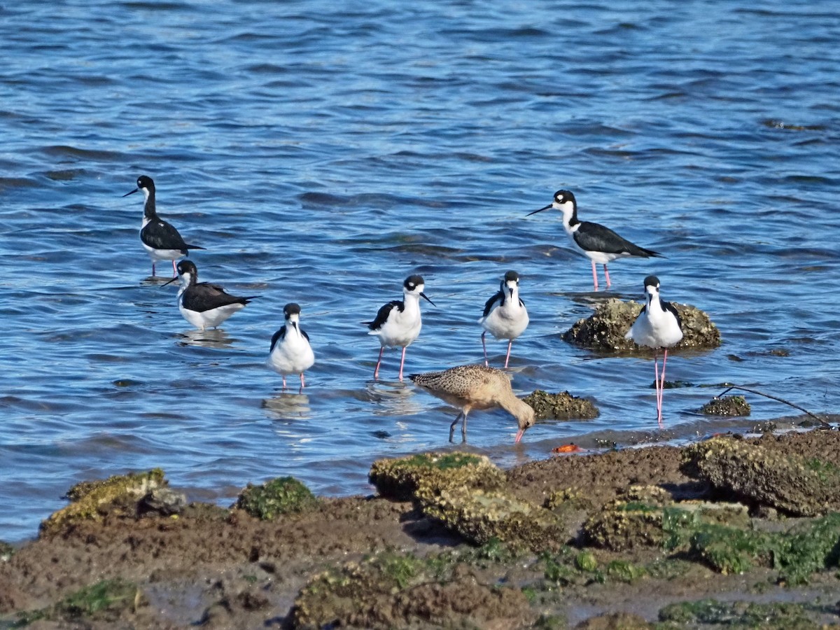 Black-necked Stilt - ML643374295