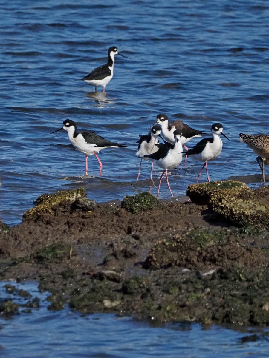 Black-necked Stilt - ML643374310