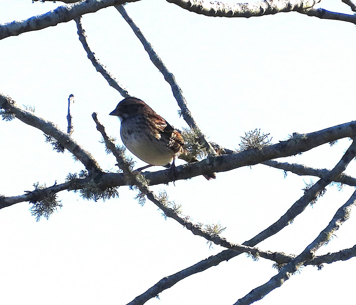 White-throated Sparrow - ML643374315