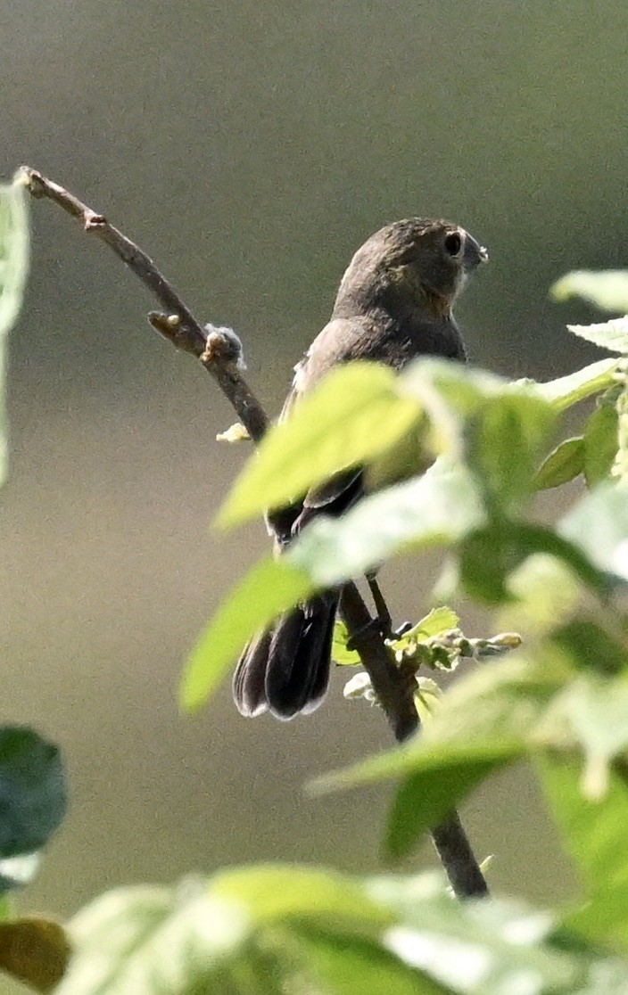 Zweifarbenspelzer - ML643374319