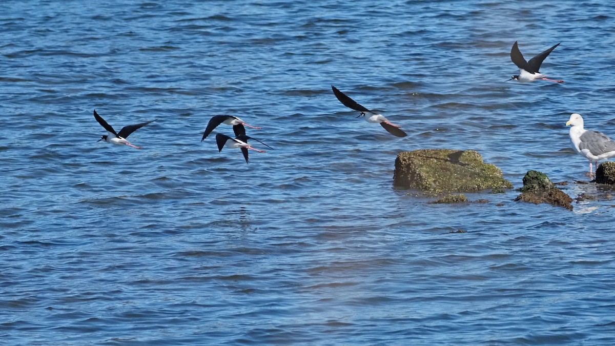 Black-necked Stilt - ML643374327