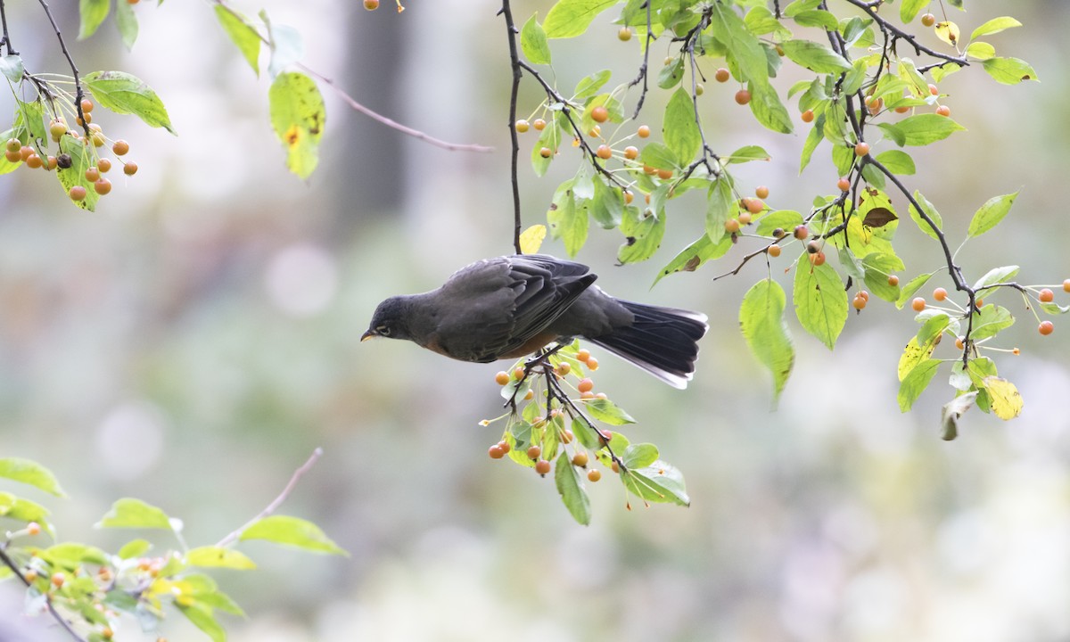 American Robin - ML643374367