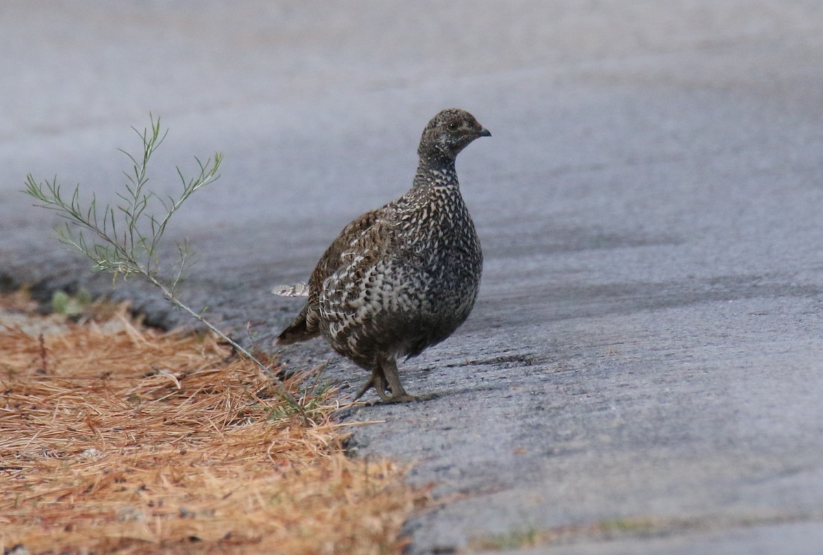 Sooty Grouse - ML643374368