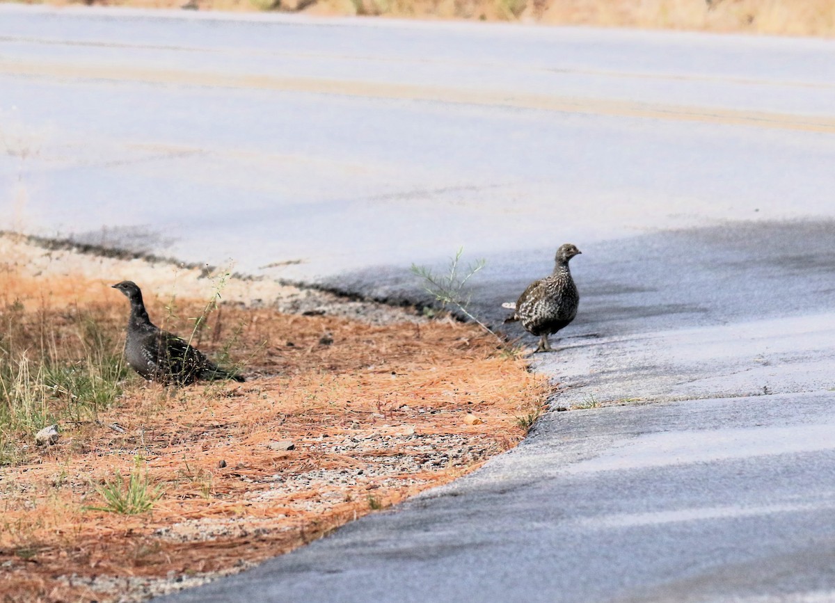Sooty Grouse - ML643374369