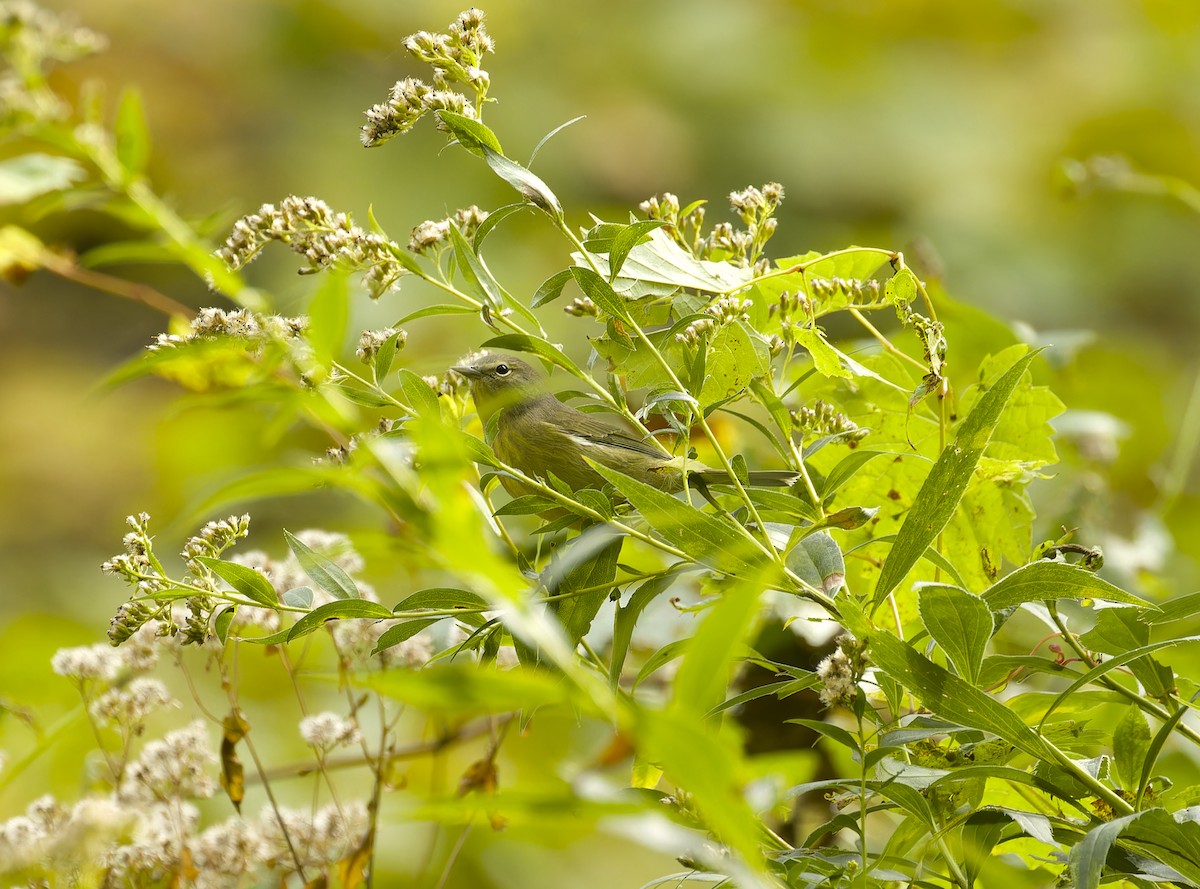 Orange-crowned Warbler - ML643374389