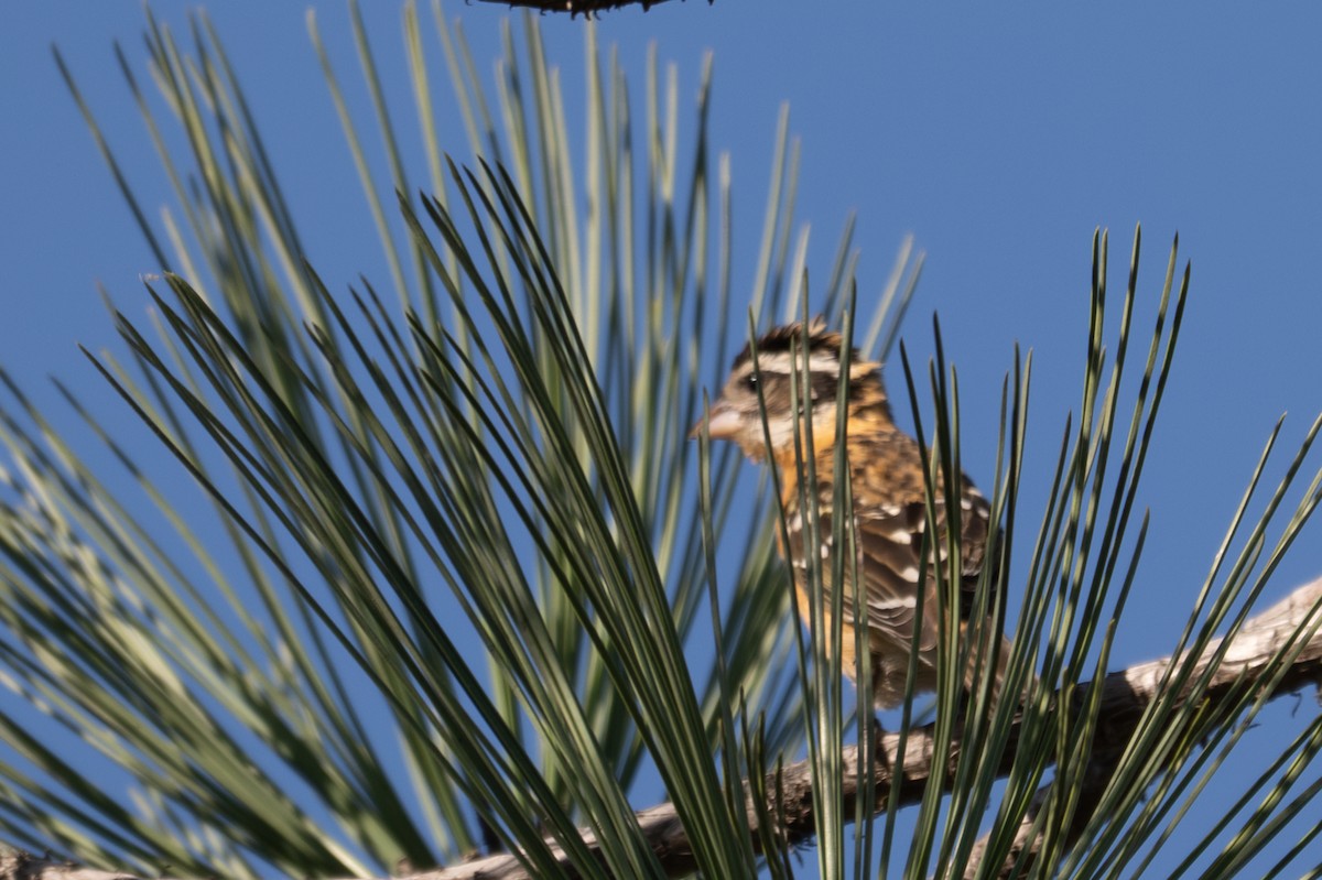 Black-headed Grosbeak - ML643374407