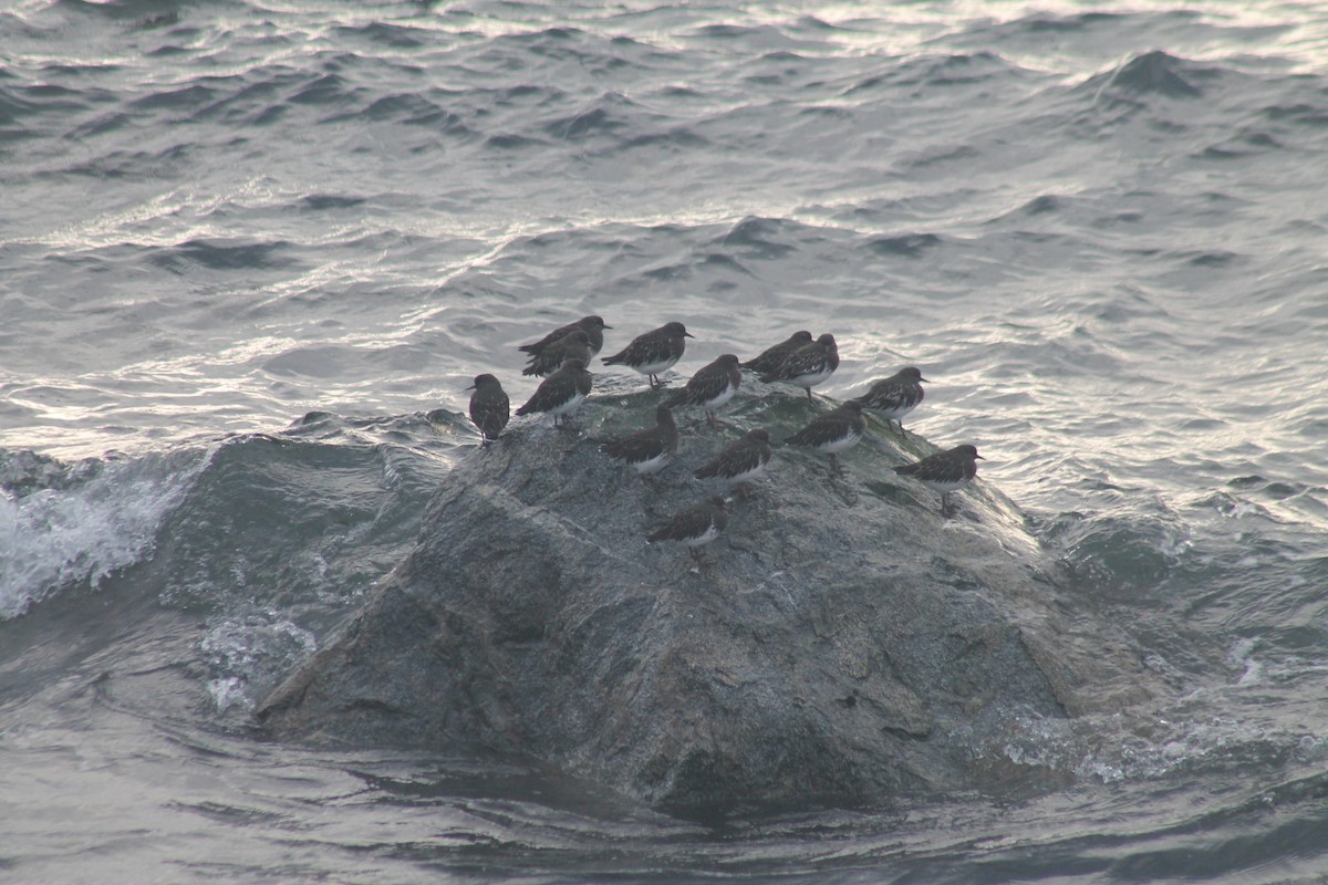 Black Turnstone - ML643374418