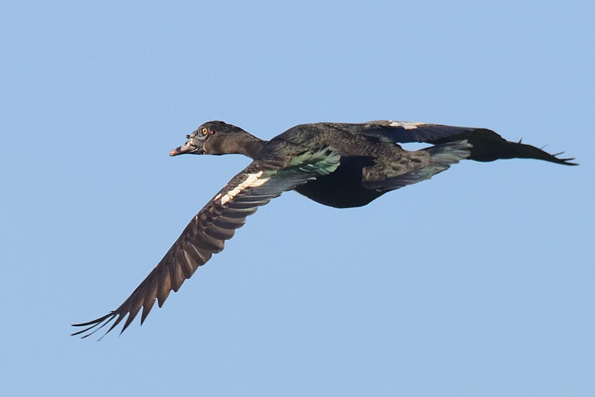 Muscovy Duck - ML643374432