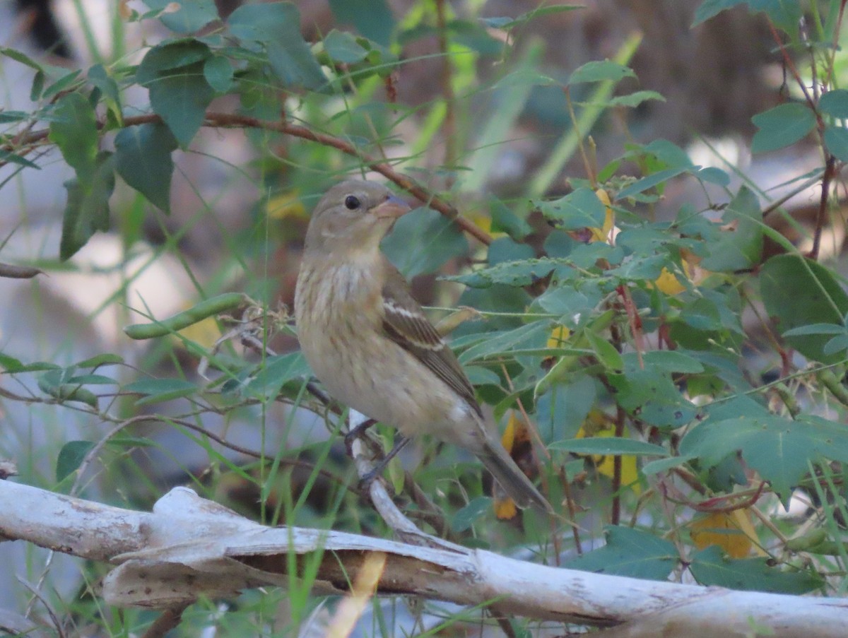 Lazuli Bunting - ML643374435