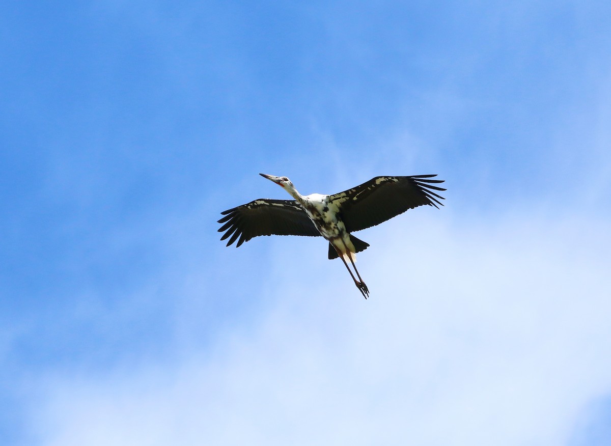 Maguari Stork - ML643374443
