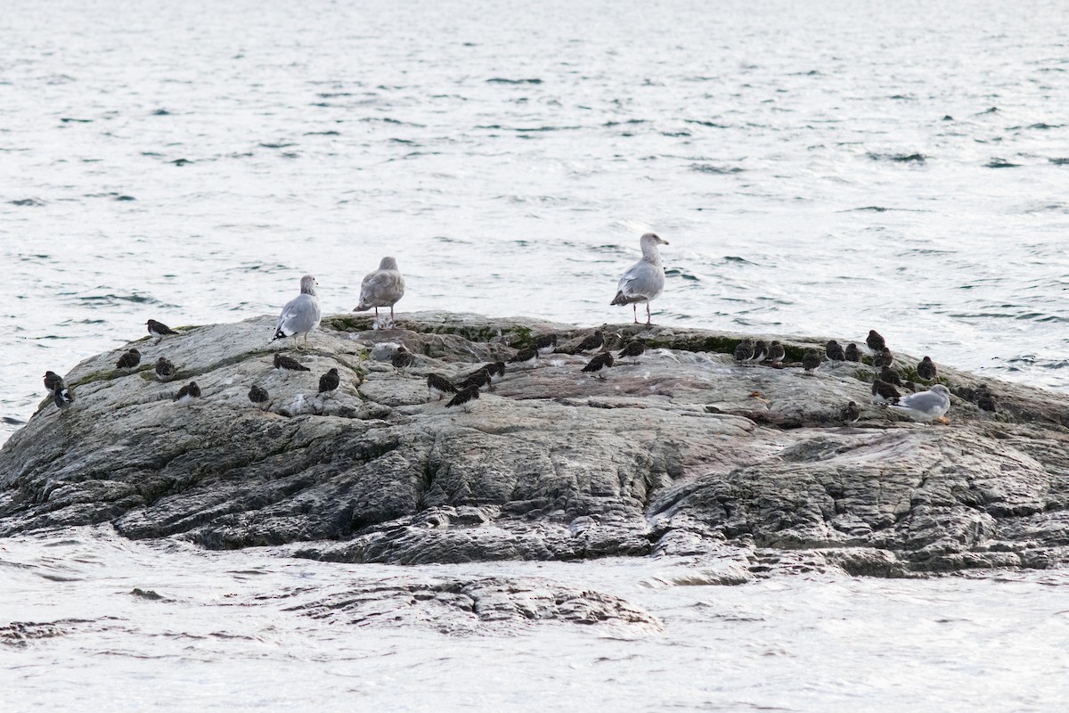 Black Turnstone - ML643374465